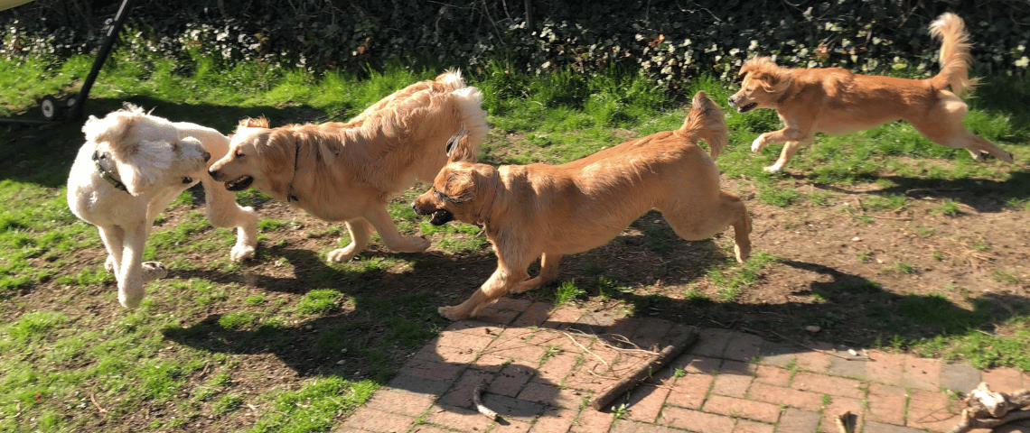 Turning Breed & Age Risk Data Into Smarter Pet Insurance Decisions (1)