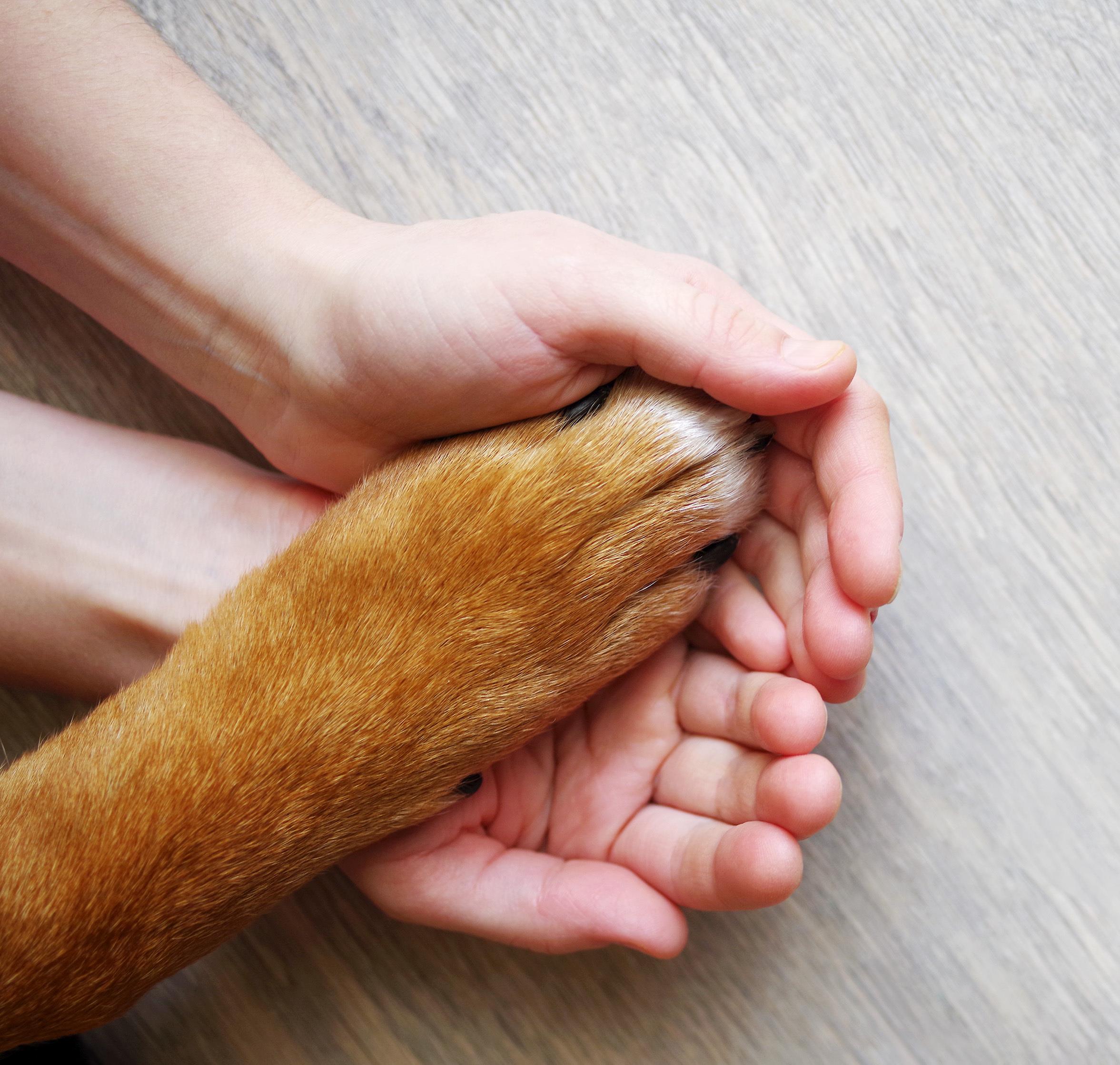 Pet Insurance, American XL Bully Ban In The UK, CRIF